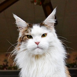 Paparac Kvetka Milacoon