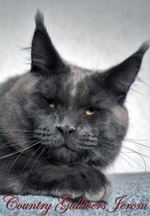 Country Gulliver's Jerom - maine-coon