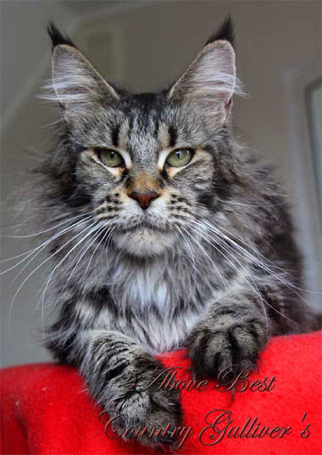 Above Best Country Gulliver's - мейн-кун