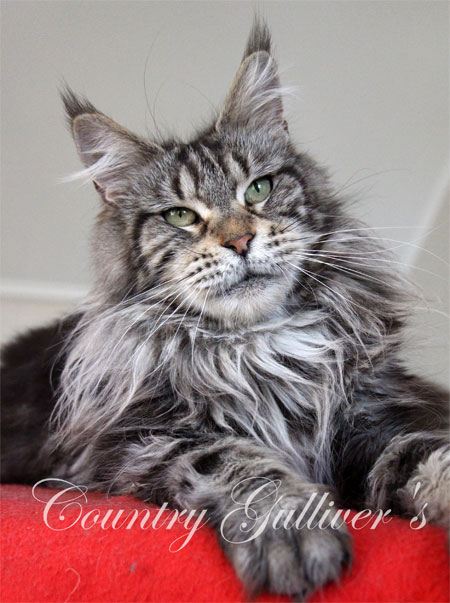 Country Gulliver's Alana Best - мейн-кун