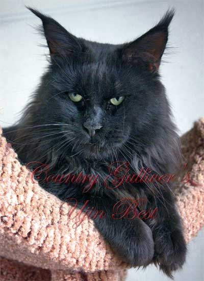 Country Gulliver's Ujin Best - maine-coon