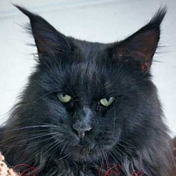 Country Gulliver's Ujin Best