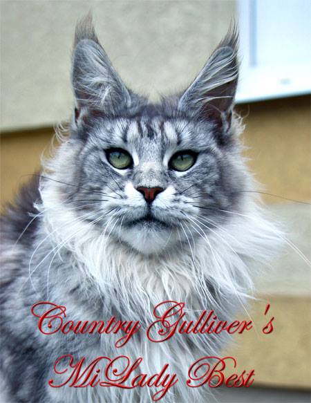 Country Gulliver's Milady Best - мейн-кун