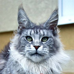 Country Gulliver's Milady Best