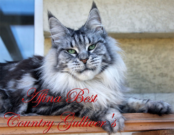 Afina Best Country Gulliver's - мейн-кун