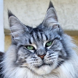 Afina Best Country Gulliver's