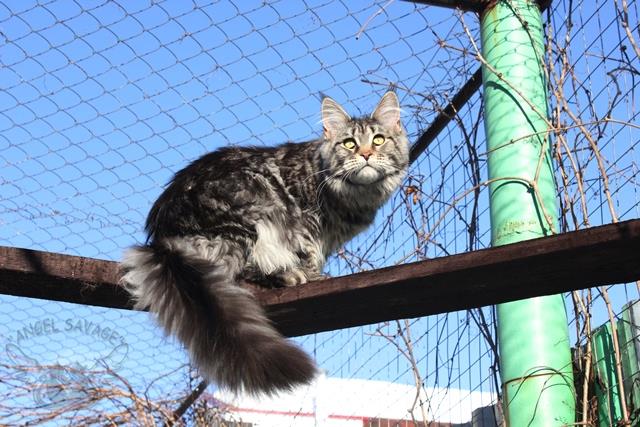 X-Victory Angel Savage - мейн-кун