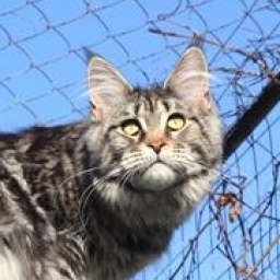 X-Victory Angel Savage