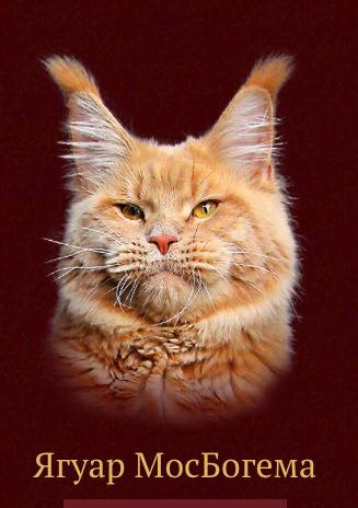Jaguar MosBogema - maine-coon