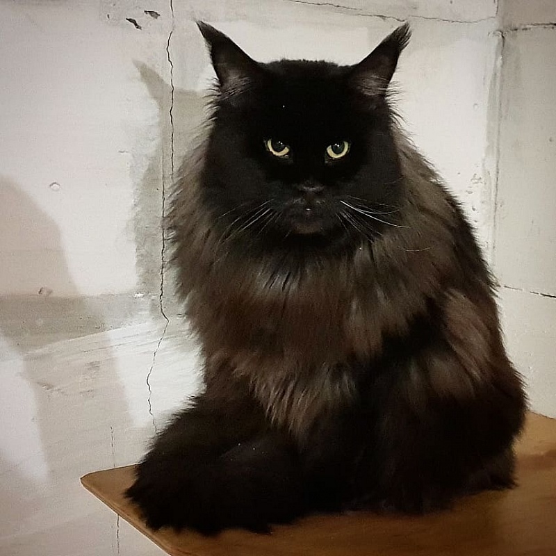 Rascoon Ignore - мейн-кун