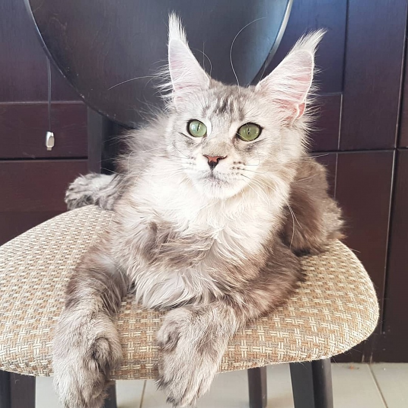 Bugatty Katrin Style PP - maine-coon