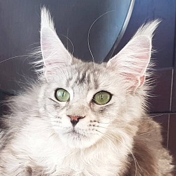 Bugatty Katrin Style PP