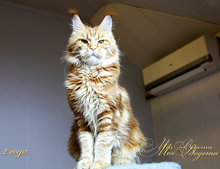 Pillowtalk's Bella Romantica - мейн-кун