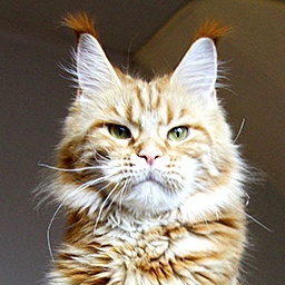 Pillowtalk's Bella Romantica