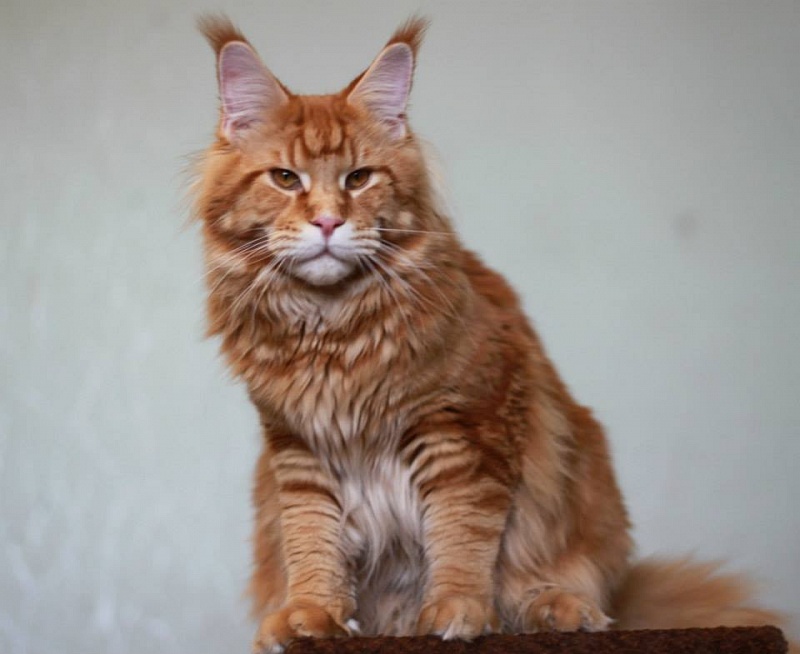 Rascoon Ambassador - maine-coon