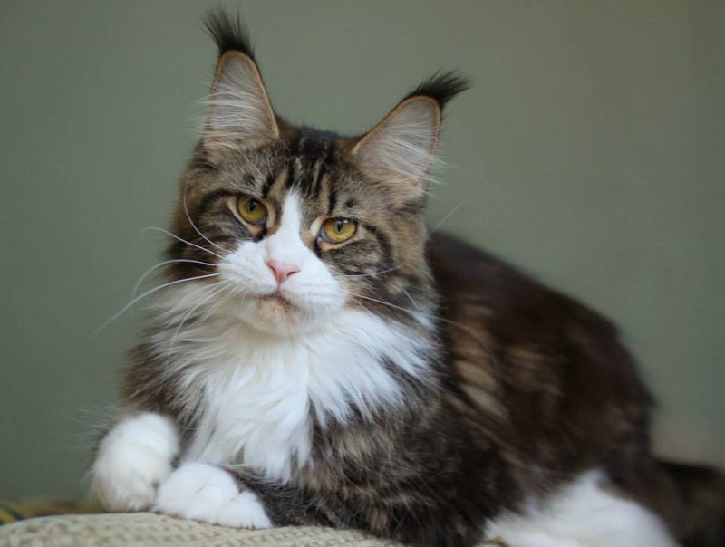 Pillowtalk's Panatchi - мейн-кун