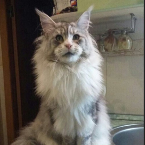 Julian Azov Coon - maine-coon