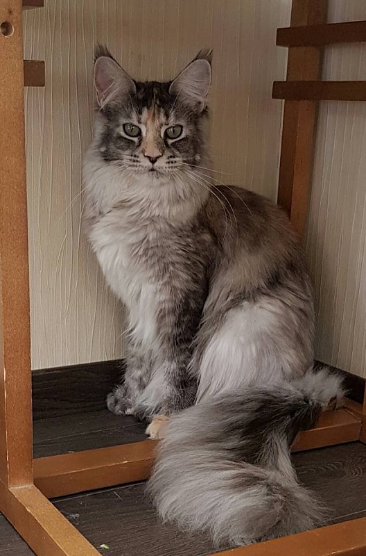 Bluesmaine Whoopie PP - maine-coon