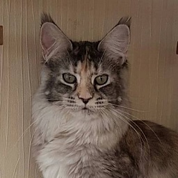 Bluesmaine Whoopie PP