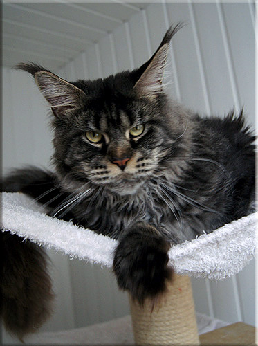 Langstteich's Agenda - мейн-кун