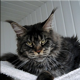 Langstteich's Agenda