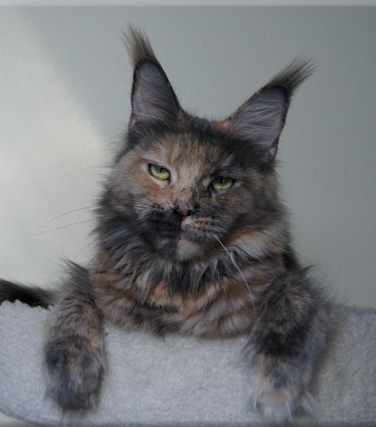 Langstteich's Bel'Victoria Secret - мейн-кун