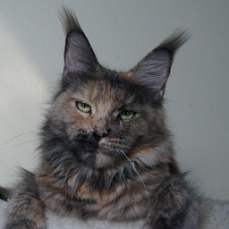 Langstteich's Bel'Victoria Secret