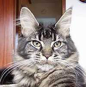 Tipsntails Quickstep - maine-coon