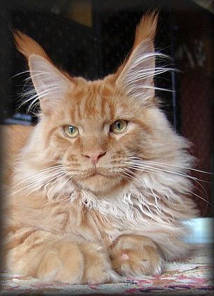 Cool Motion's Beach Boy - maine-coon