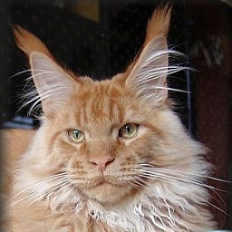 Cool Motion's Beach Boy