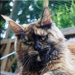 Julietta of Tigerlodge