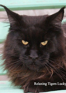Relaxing Tigers Lucky Star - maine-coon