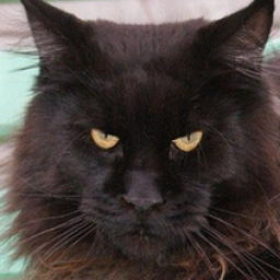 Relaxing Tigers Lucky Star