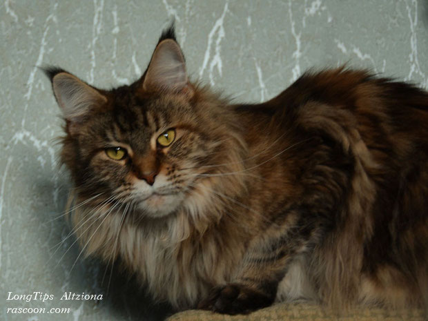 LongTips Altziona - мейн-кун