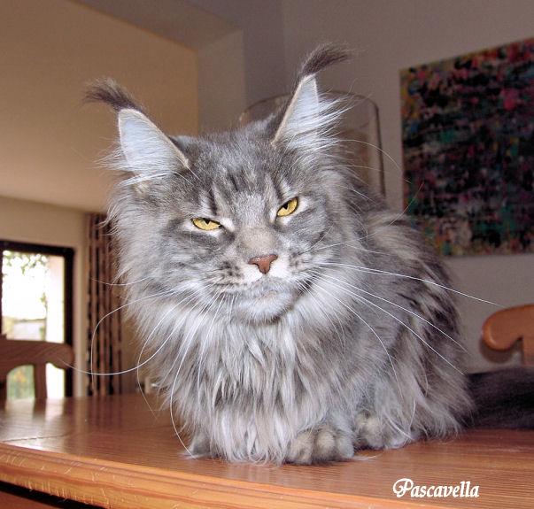 Pillowtalk's Pascavella - maine-coon