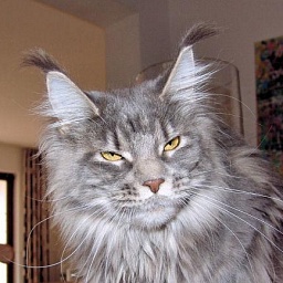 Pillowtalk's Pascavella