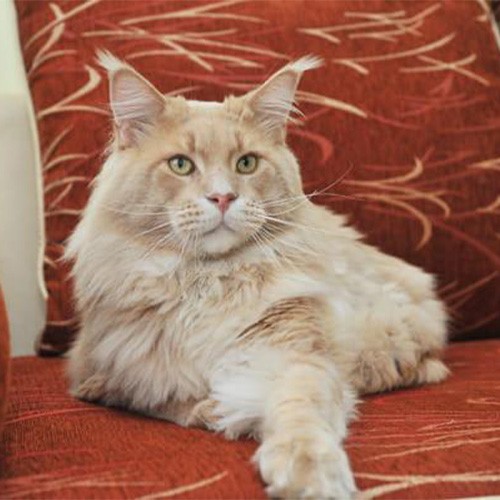 Xarry Don Coon - maine-coon