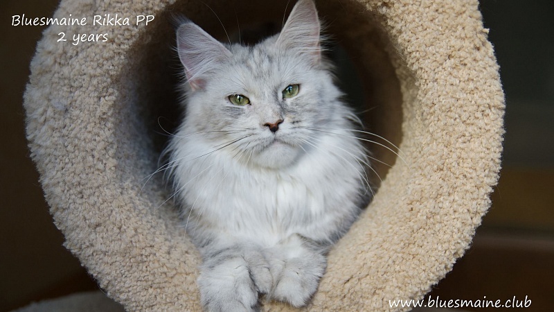 Bluesmaine Rikka PP - maine-coon