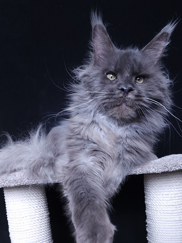 Five Stars's Slay - Adult maine-coon 11 months