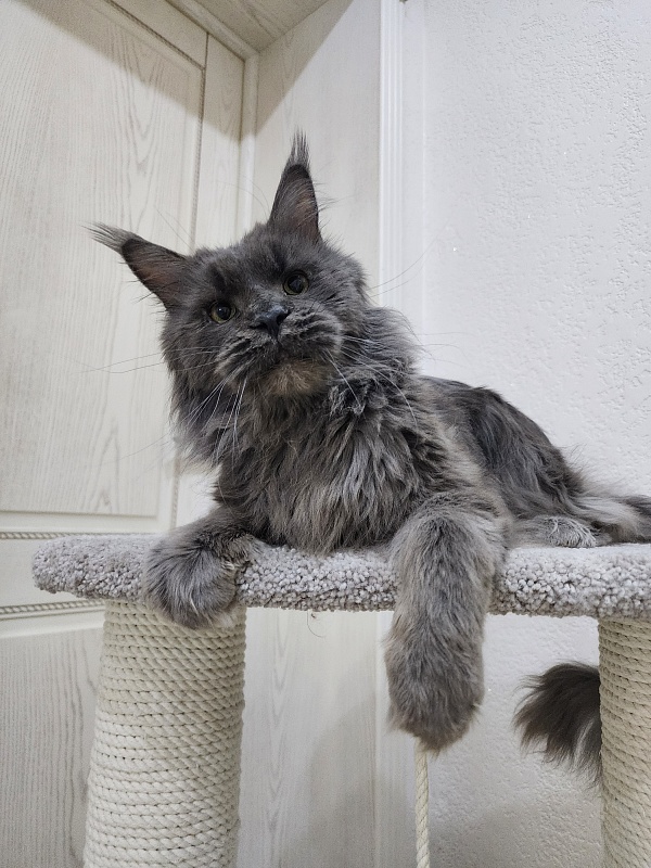 Five Stars's Slay - Adult maine-coon 2 years