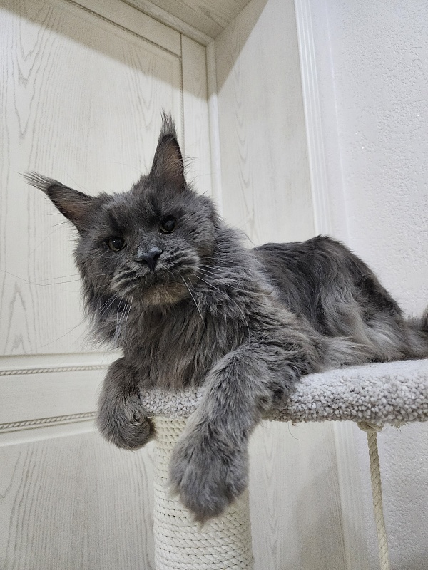 Five Stars's Slay - Adult maine-coon 2 years