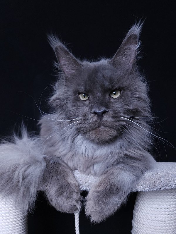 Five Stars's Slay - Adult maine-coon 11 months