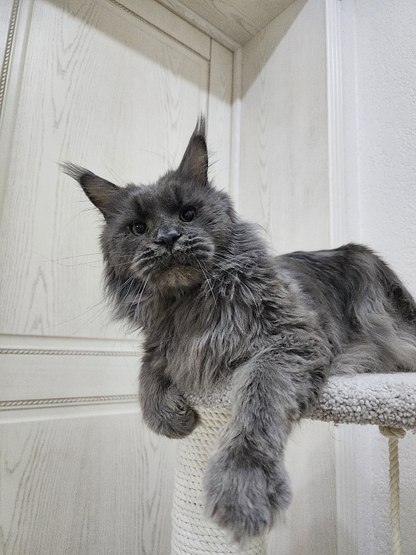 Five Stars's Slay - Adult maine-coon 2 years