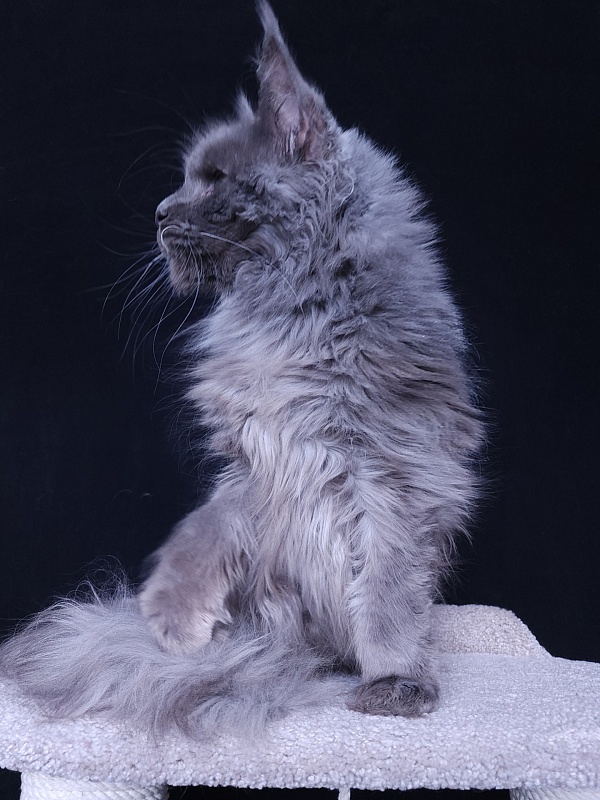 Five Stars's Slay - Adult maine-coon 11 months