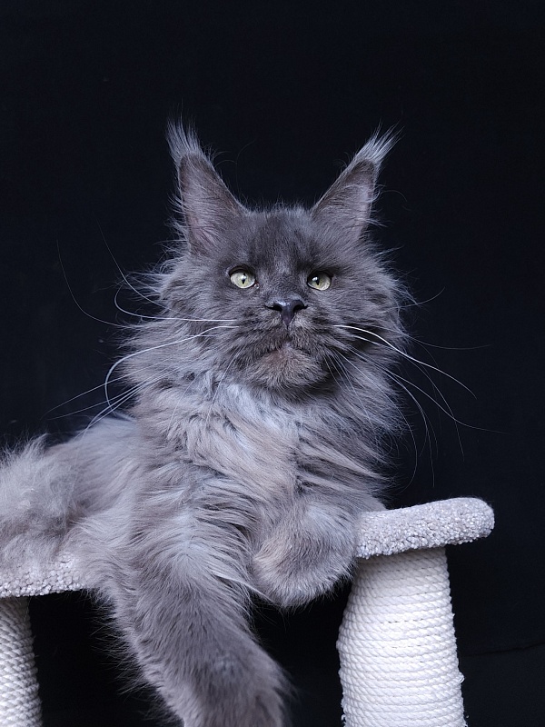 Five Stars's Slay - Adult maine-coon 11 months