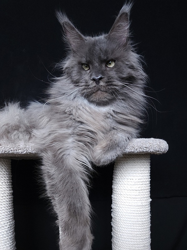 Five Stars's Slay - Adult maine-coon 11 months