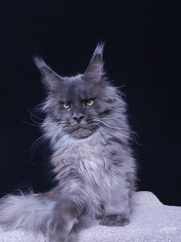 Five Stars's Slay - Adult maine-coon 11 months