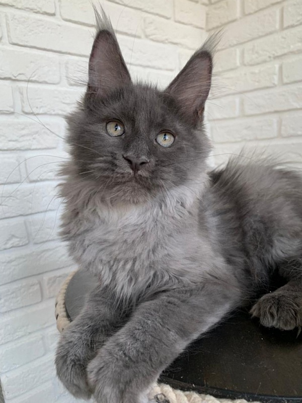 Five Stars's Slay - Kitten maine-coon 4 months