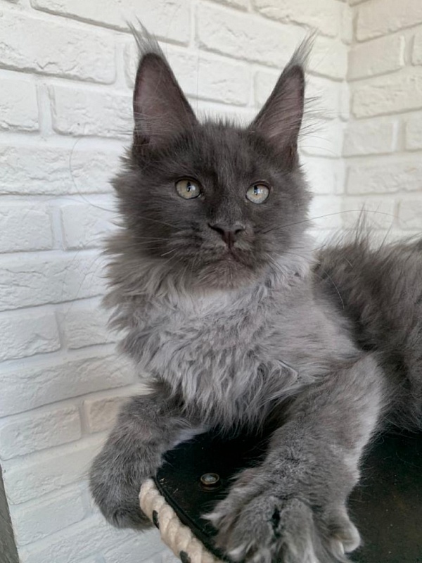 Five Stars's Slay - Kitten maine-coon 4 months