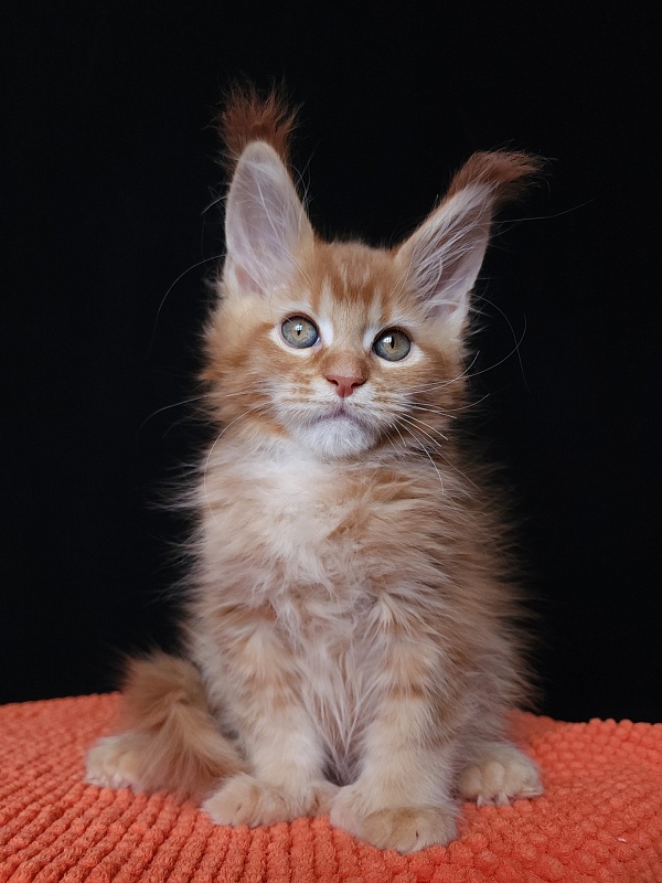 Gaius Akbars (polydactyl 66/66) - Kitten maine-coon 2 months 2.5 weeks